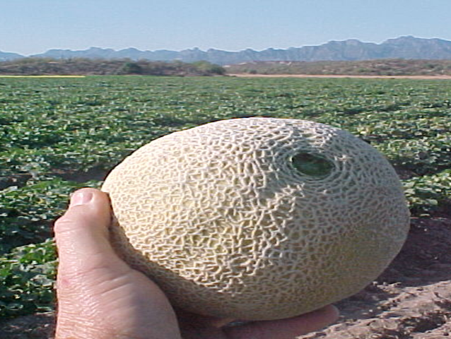 cantaloupe.png