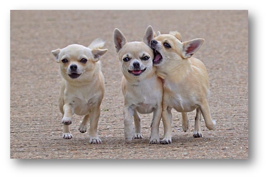 3Chihuahas